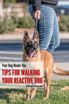 a person walking a dog on a leash with the words your dog needs you tips for walking your reactive dog