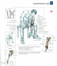 the diagram shows how muscles are used to perform squats and sit on stools