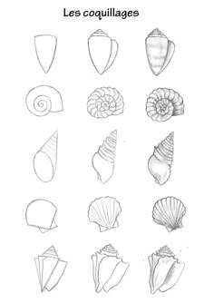 an image of different types of seashells