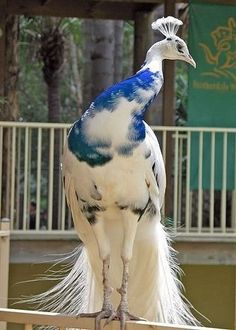 a blue and white bird standing on top of a wooden fence next to a sign