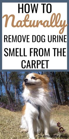 a dog sitting in the grass with text overlay that reads how to naturally remove dog urine smell from the carpet