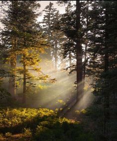 the sun is shining through the trees in the forest