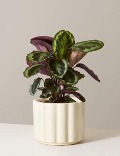 a potted plant sitting on top of a table