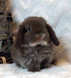 a small rabbit sitting next to a basket