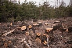 many cut down trees in the woods