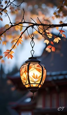 a lantern hanging from a tree with leaves on it