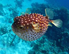 a puffer fish is swimming in the water near some rocks and other corals