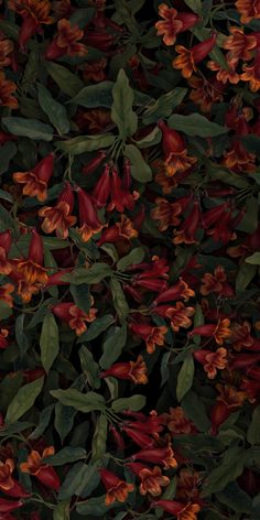 red and orange flowers with green leaves in the background on a black background wallpaper