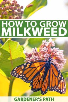 Milkweed Garden, Raising Monarch Butterflies, Pollinator Garden Design, Monarch Butterfly Garden, Butterfly Garden Plants, Milkweed Seeds, Butterfly Garden Design, Milkweed Plant, Butterfly Habitat