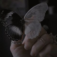 a black and white butterfly sitting on someone's hand with the caption, i am not sure what this is