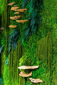 an overhead view of moss growing on the side of a wall with mushrooms and ferns