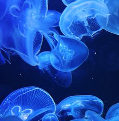 blue jellyfish swimming in an aquarium tank