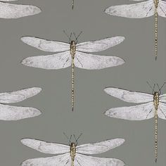 dragonflies are shown on a gray background