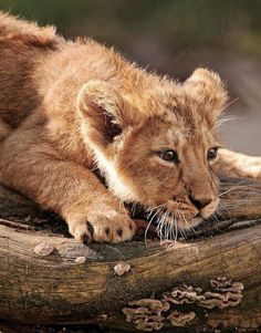 a small lion cub laying on top of a tree branch