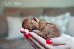 a person holding a puppy in their hands with red nail polish on it's nails