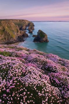 pink flowers growing on the side of a cliff next to the ocean with cliffs in the background