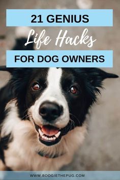 a black and white dog with the words 21 genius life hacks for dog owners