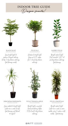 the indoor tree guide for beginners to learn how to care for your houseplants