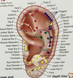 Acupuncture Points Chart, Foot Reflexology Massage