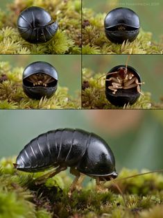 four pictures of an insect on some moss