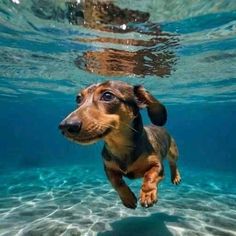 Mixed Dog Breeds, Designer Dogs Breeds, Cutest Pets, Super Cute Dogs, Sweet Dog, Hybrid Dogs, Dachshund Mix, Funny Dachshund