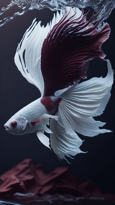 a white and red fish in the water with its tail extended to look like it is flying