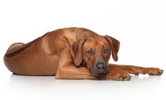 a large brown dog laying on top of a white floor