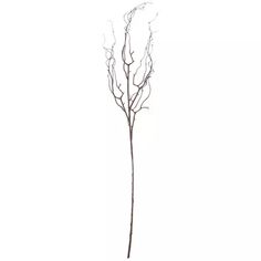 a plant with no leaves is shown against a white background