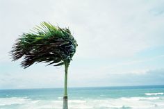 there is a very tall plant on the beach