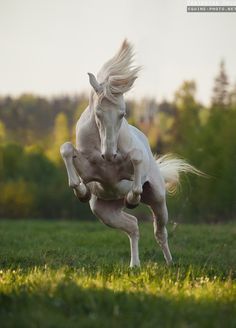 a white horse standing on its hind legs in the grass