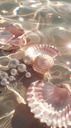 several seashells floating on top of water with bubbles in the bottom and sunlight shining through them