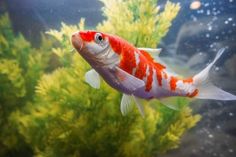 an orange and white fish is swimming in the water next to some green algaes