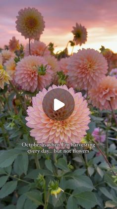 pink flowers with the sun setting in the background and text that reads, october is when fun harvesting every day but not flowers