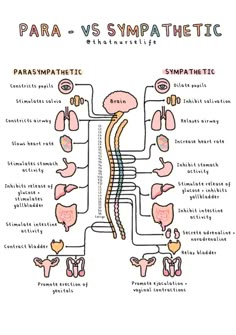 A4 Anatomy Posters - Etsy UK Parasympathetic Vs Sympathetic, Psych Notes, Medical Diagrams, Anatomy 101, Anatomy Posters, Psychology A Level, Sympathetic Nervous System, Ap Psych, Gre Prep