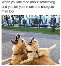 two dogs are playing with each other on the ground and one dog has its mouth open