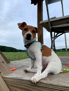 a brown and white dog sitting on top of a wooden deck