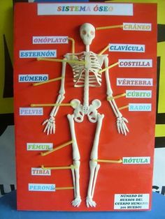 a model of the human skeleton with labels on it's body and bones labeled in spanish