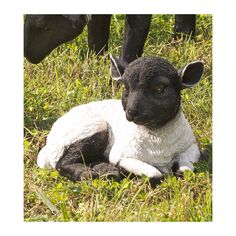 a black and white sheep laying in the grass