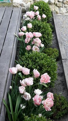 pink and white flowers line the side of a wooden bench