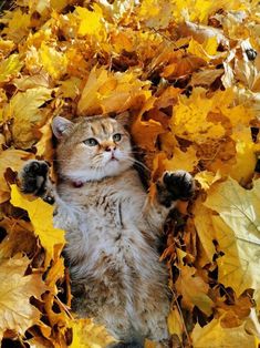 a cat is laying on its back in the leaves and stretching it's paw up