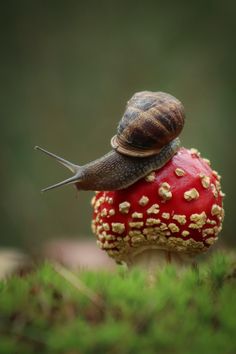 a snail sitting on top of a red mushroom