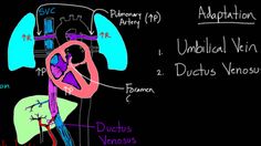 diagram of the human heart and its major functions on a blackboard with captions