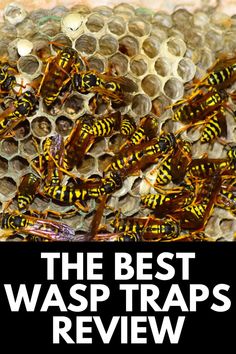 the best wasp traps for bees