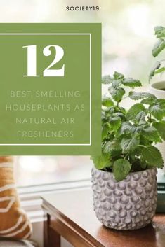 a potted plant with the words 12 best smelling houseplants as natural air fresheners