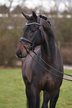 a brown horse standing on top of a lush green field