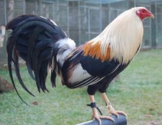 a rooster standing on top of a metal pole