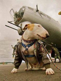 a dog is sitting in front of an airplane with the caption memorial day 2012