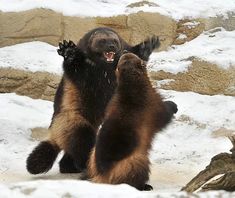 two brown bears standing next to each other on snow covered ground with their arms in the air