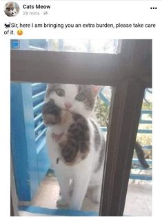 a cat standing on top of a window sill next to a glass door with the caption gele acma kapy simi