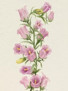 a painting of pink flowers on a white background